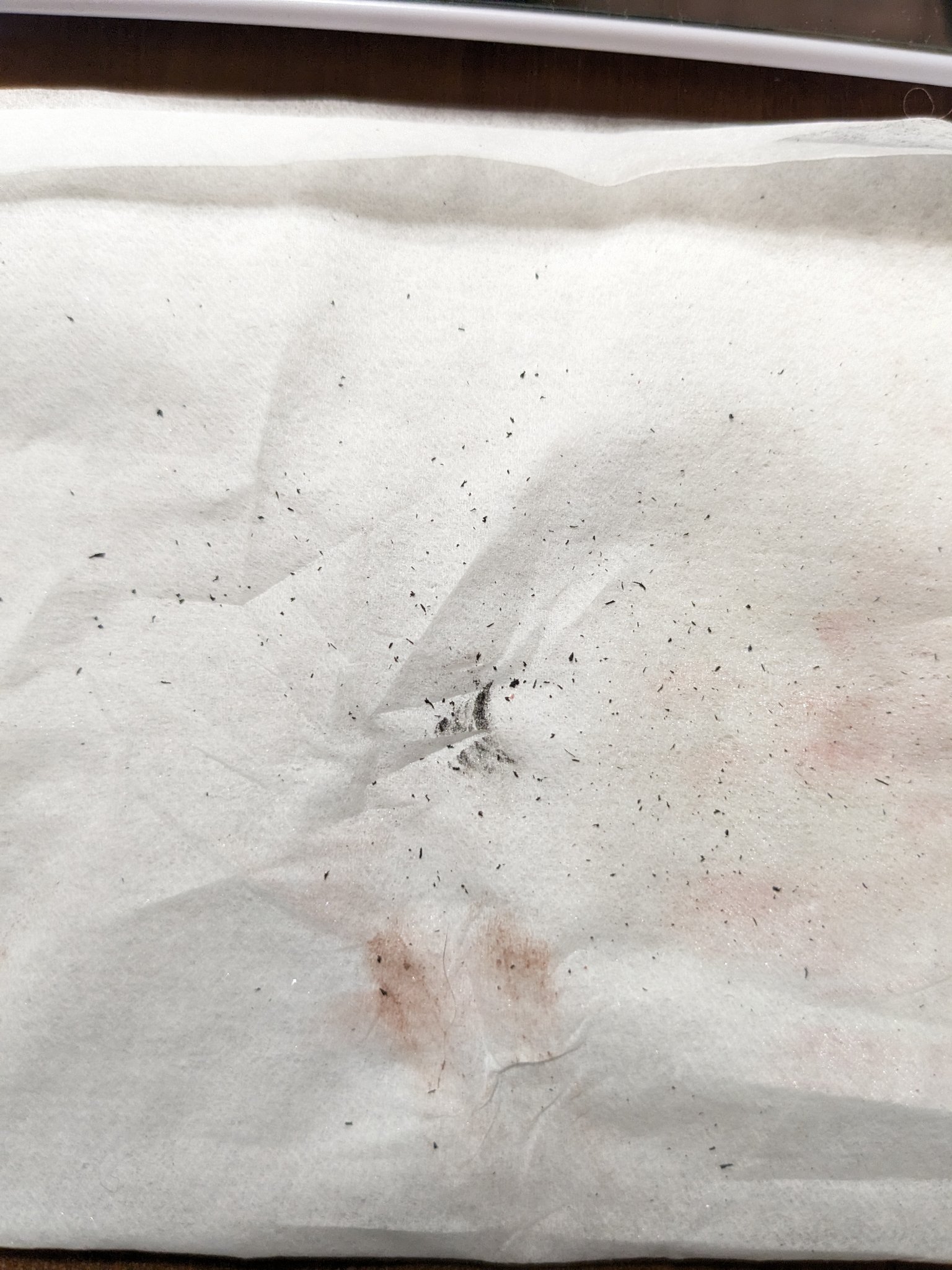 フレームレスフィルムマスカラ BK-1 ブラック/KATE/マスカラを使ったクチコミ（1枚目）