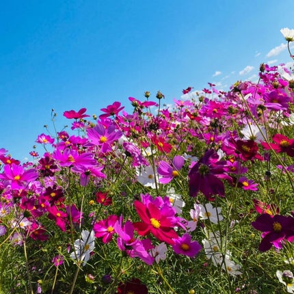 ウィークリージェル/HOMEI/ジェルネイルを使ったクチコミ(10枚目)