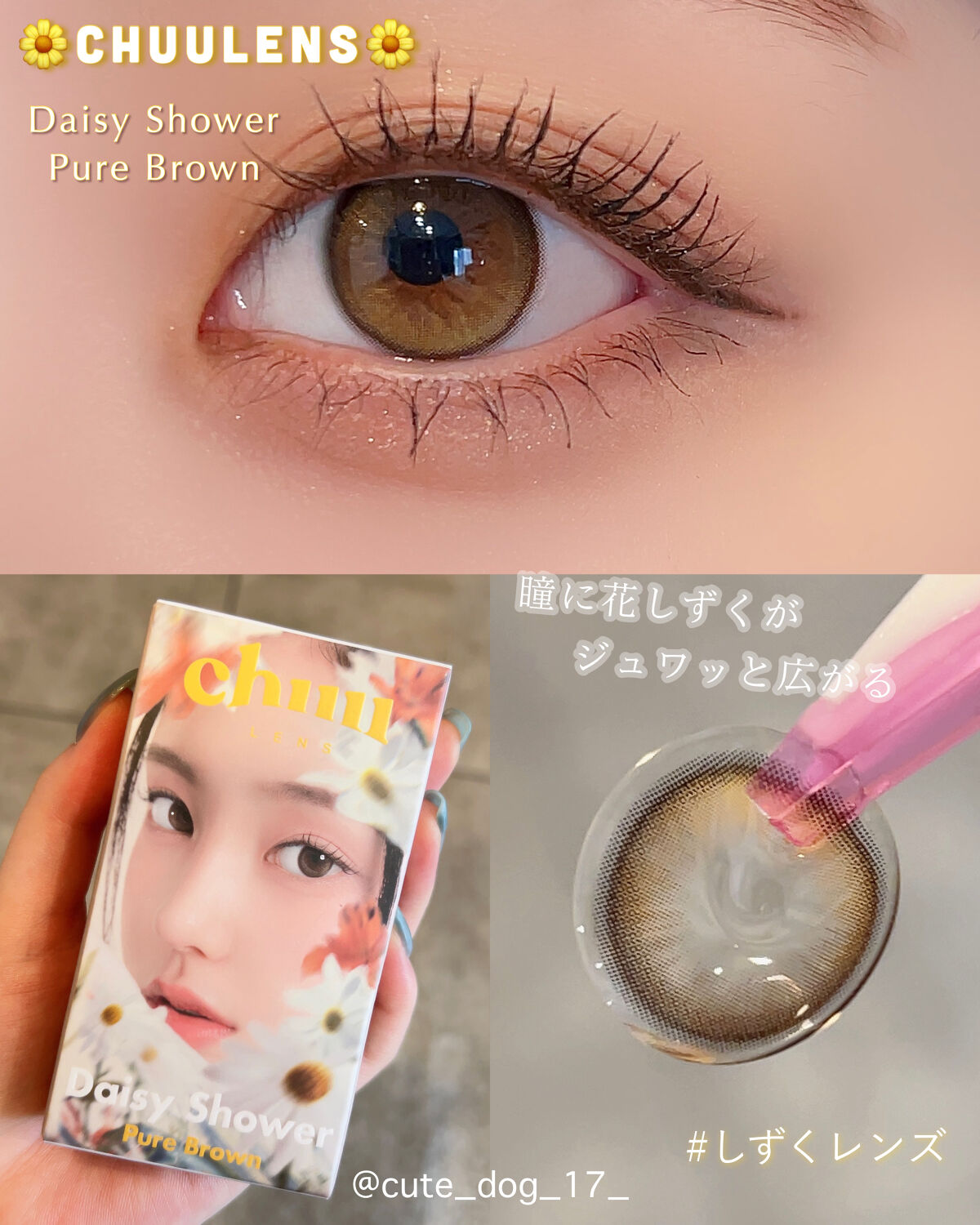 chuulensの新シリーズ🌼Daisy Shower🌼（デイジーシャワー）からPure Brownが登場💛
この夏絶対使いたくなるライトブラウンレンズを紹介します🌻🤍

キャッチワードは
【瞳に花しずくがジュワッと広がる#しずく