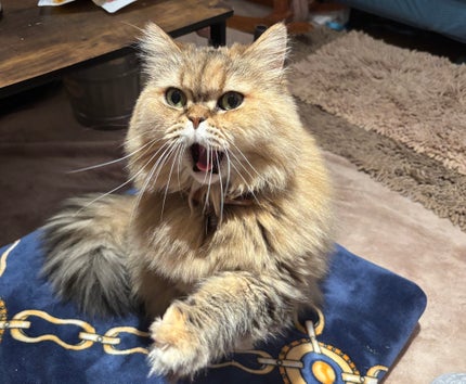 オルクス マジックソープ/オルクス/洗顔石鹸を使ったクチコミ(1枚目)