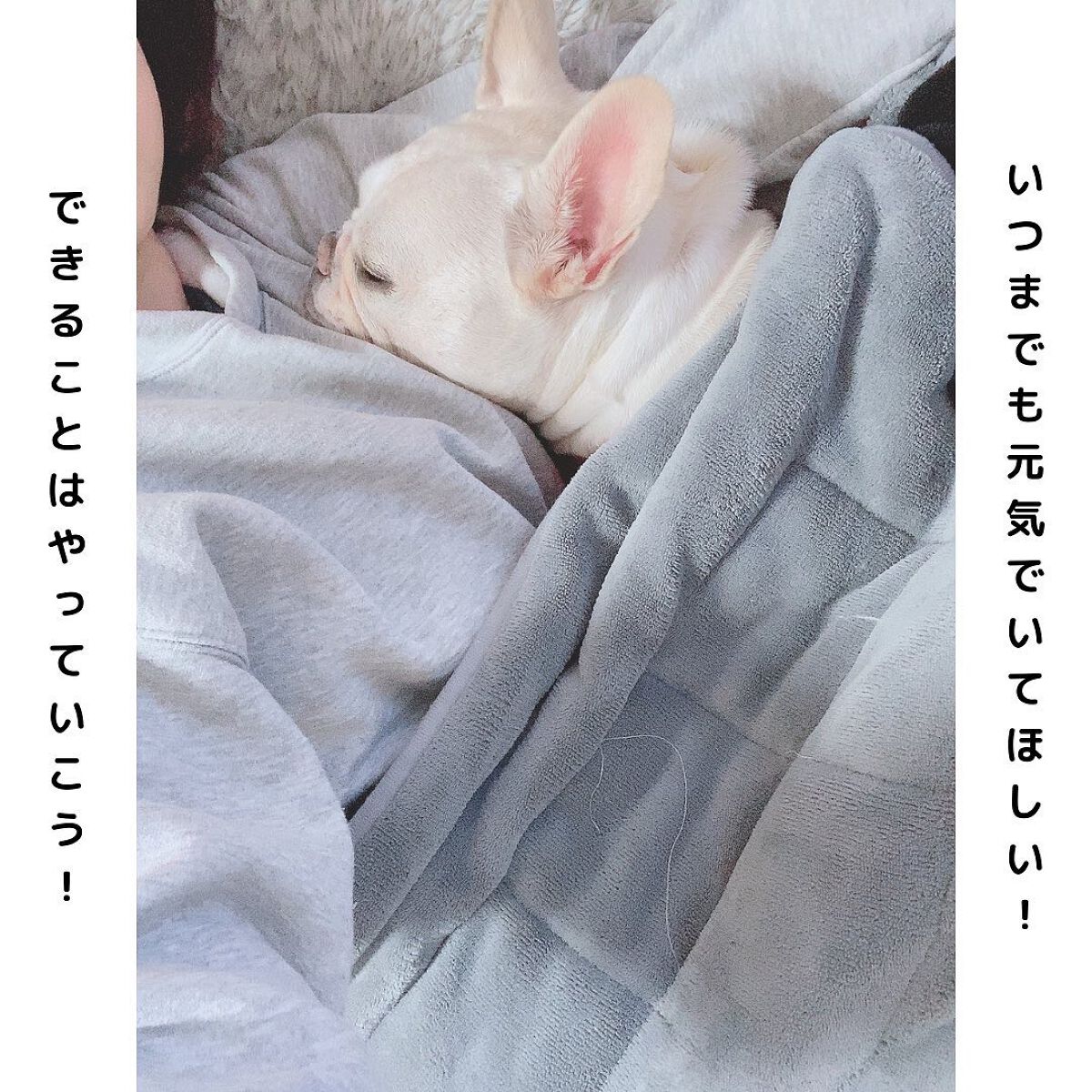 えび松(春br) on LIPS 「株式会社未来様より犬用認知症改善おやつをお試しさせていただ..」(4枚目)