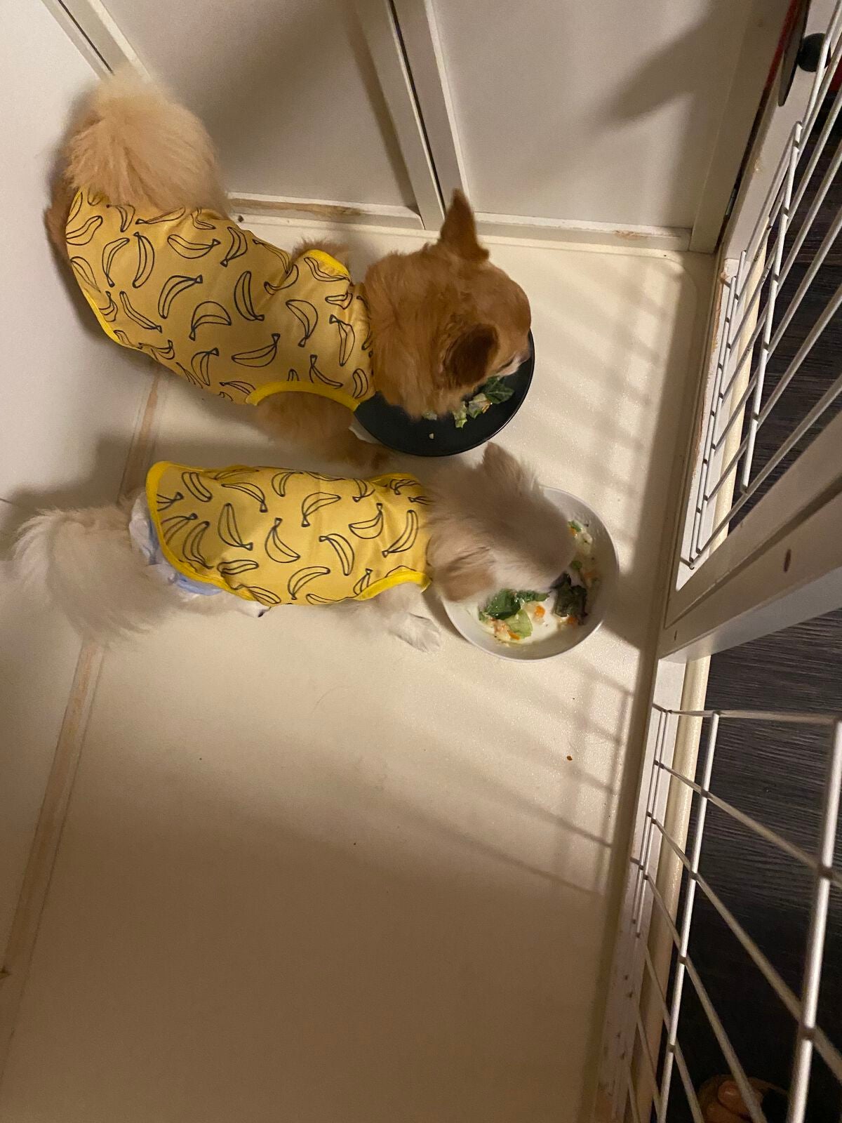 ぷぅぴぃ《紫コス部💜💗》 on LIPS 「SHEIN購入品dog用お洋服👗SHEINでSサイズ、Mサイズ..」(9枚目)