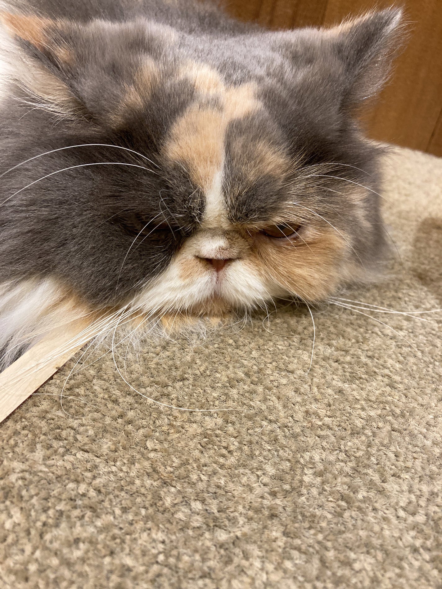 ã¿ããð§ð¬ on LIPS ãç«ã¡ãã(*ΊÏΊ*)倧奜ãâ¡âºïžã¿ããã§ãïŒåæçš¿ãªã®ã§èªå·±..ãïŒ7æç®ïŒ