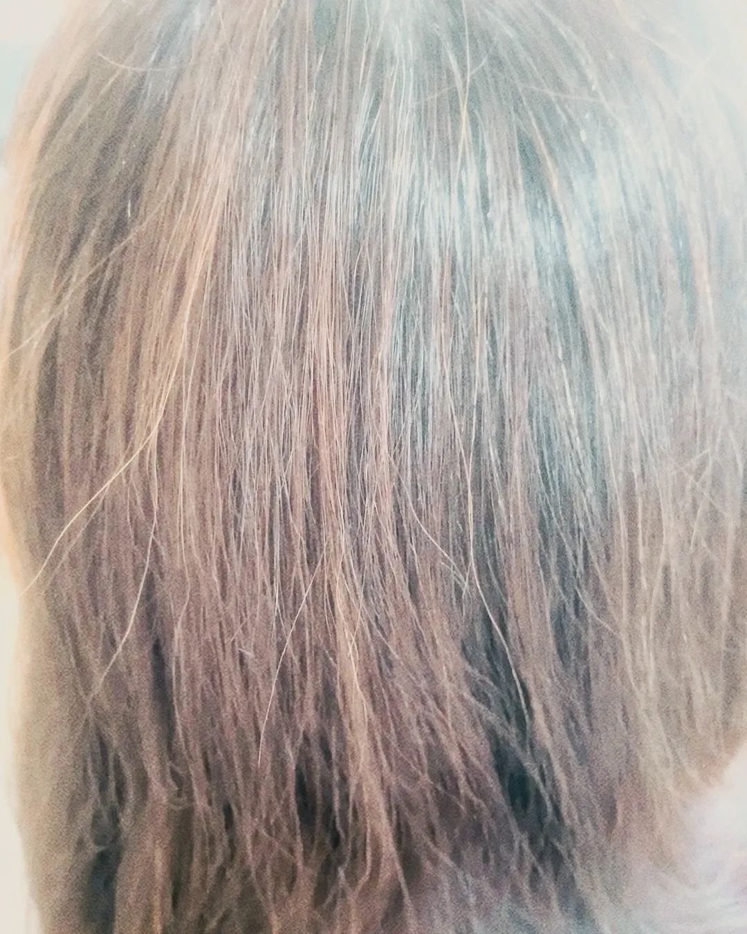 SHAMPOO & REPAIR/MEDULLA/市販シャンプーを使ったクチコミ(6枚目)