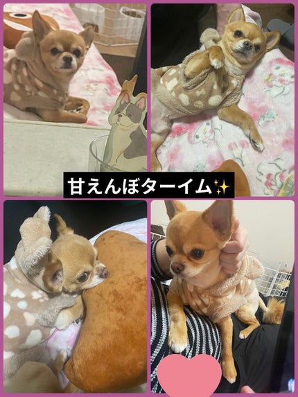 ぷぅぴぃ《紫コス部💜💗》 on LIPS 「2022年1月25日愛すべき家族✨ぷぅまくんHappybirt..」(4枚目)