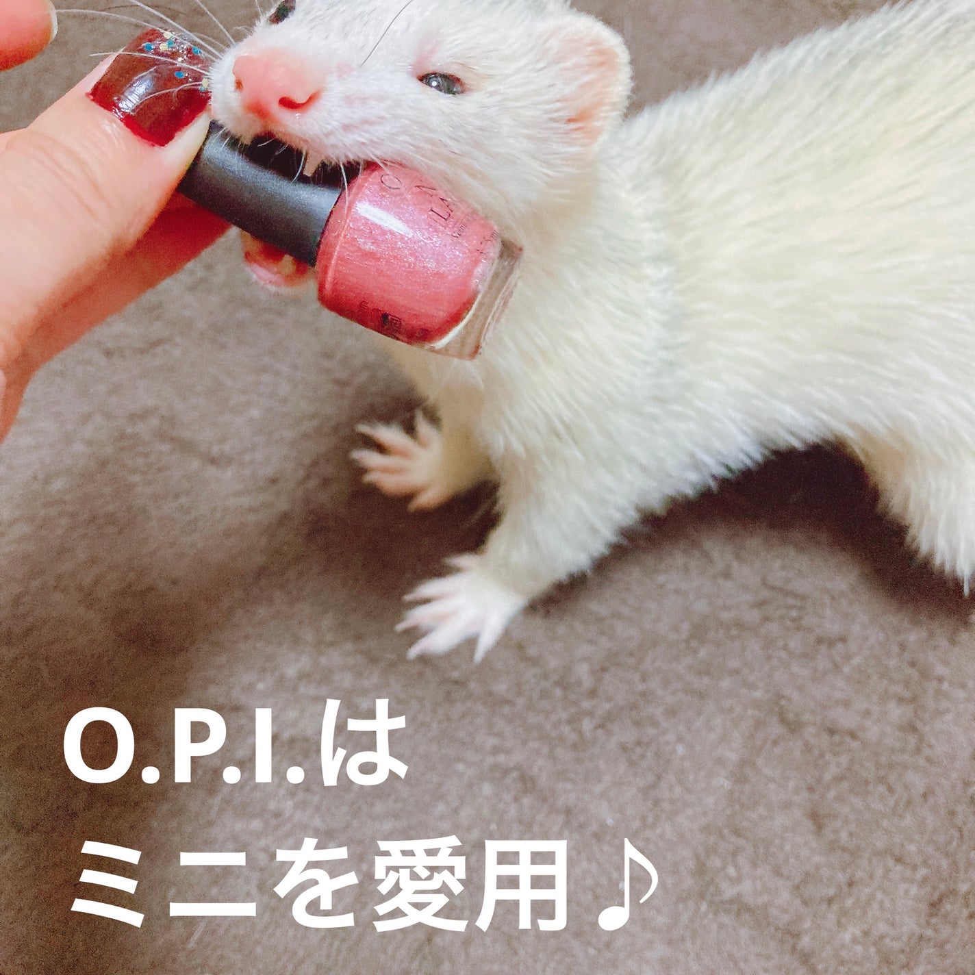 ゆぽぽㄘゃん(フォロバ100) on LIPS 「O.P.Iのネイルポリッシュちょうど良いミニサイズ!O.P.I..」(1枚目)