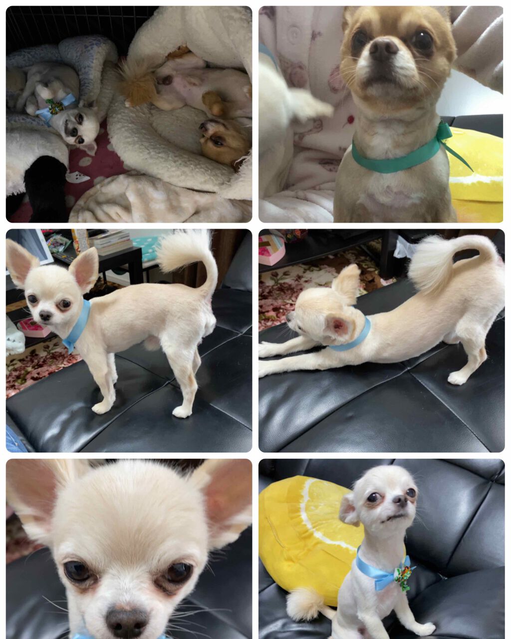 リペアシャンプー/ヘアトリートメント/mixim POTION/シャンプー・コンディショナーを使ったクチコミ（3枚目）