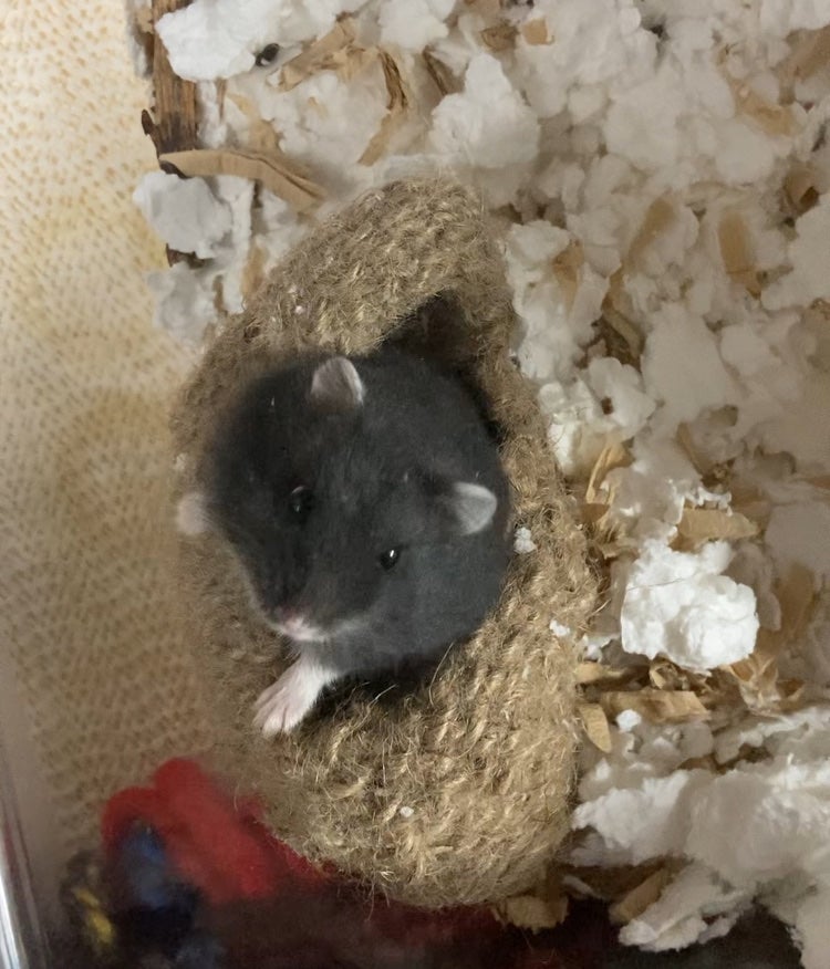 小夜風 on LIPS 「☆プレゼント紹介☆いつもお世話になっている#とこちゃんから可愛..」(8枚目)