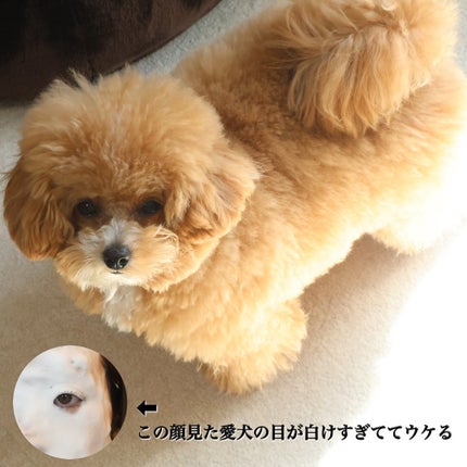 カネボウ コンフォート ストレッチィ ウォッシュII/KANEBO/洗顔フォームを使ったクチコミ(6枚目)