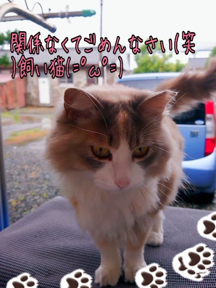 オリジナル ピュアスキンジェリー/ヴァセリン/ボディクリームを使ったクチコミ(3枚目)