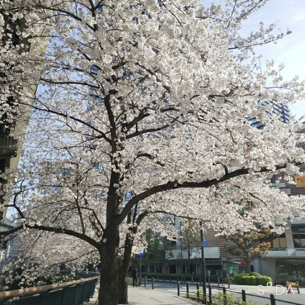 しずくネイルシール/キャンドゥ/ネイルシールを使ったクチコミ（3枚目）