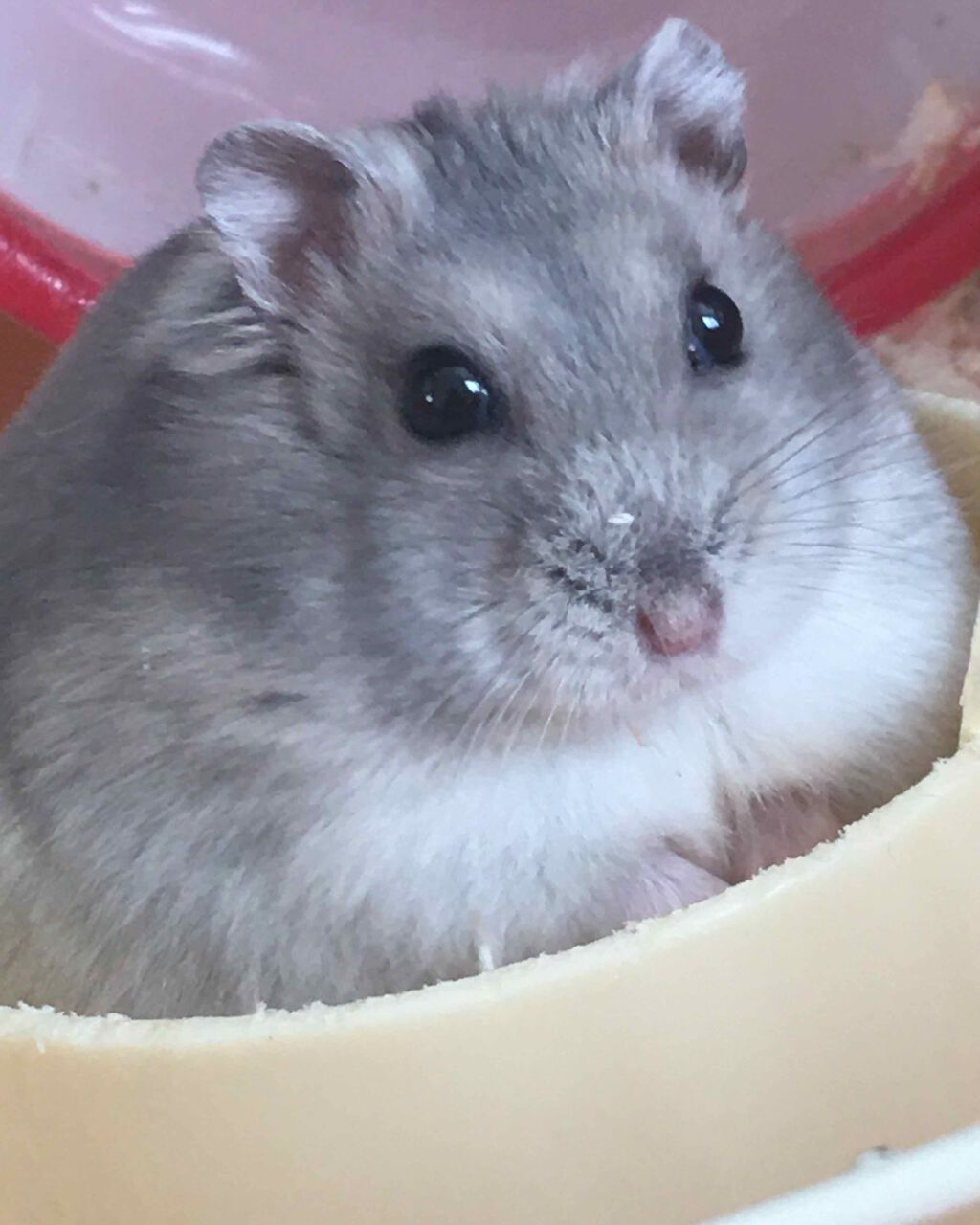 クイックラッシュカーラー/キャンメイク/マスカラ下地を使ったクチコミ(1枚目)