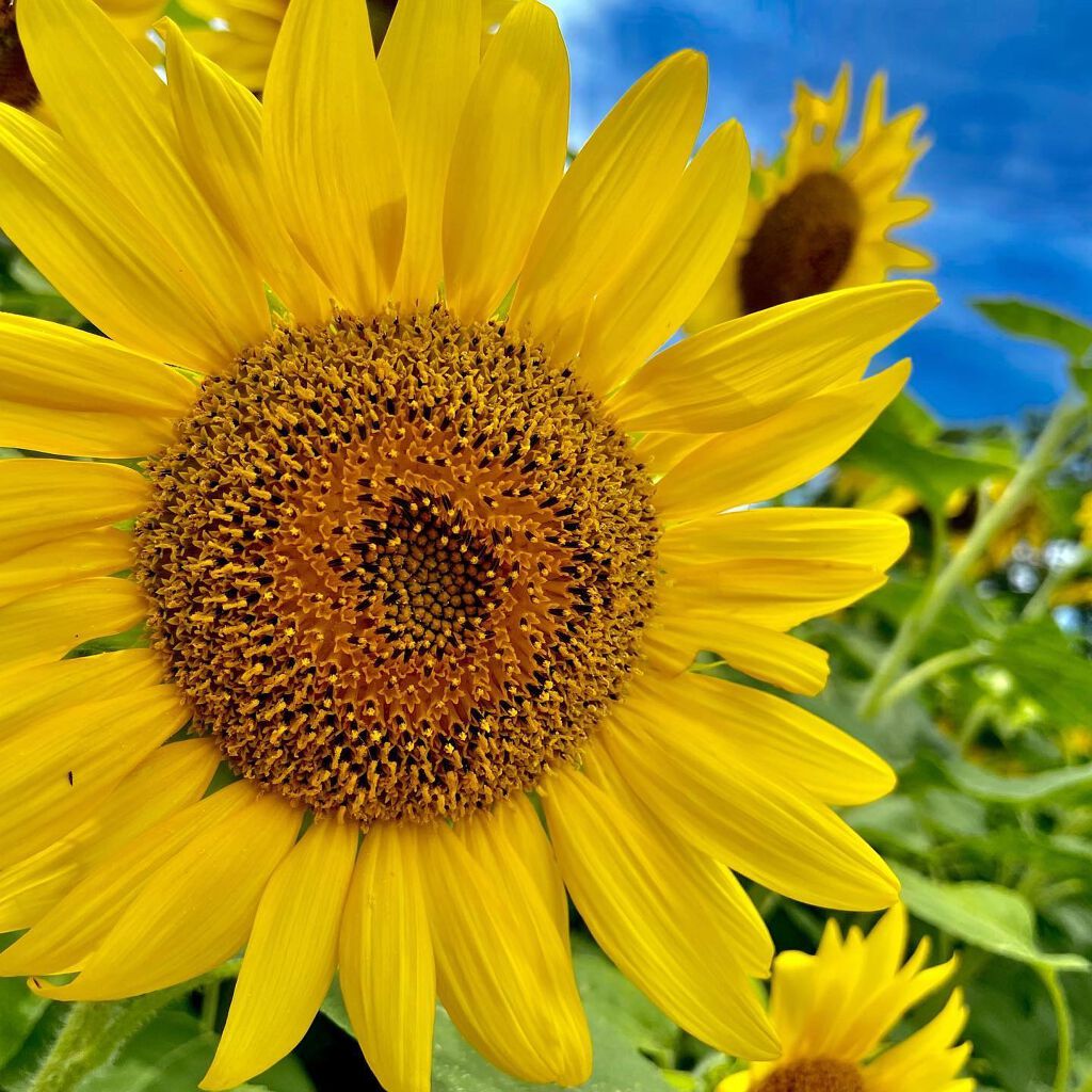 ウィークリージェル/HOMEI/ジェルネイルを使ったクチコミ(6枚目)