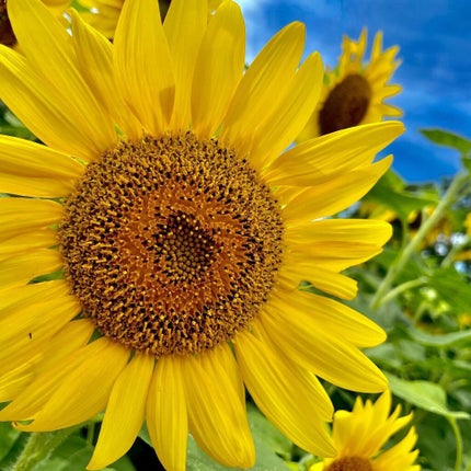 ウィークリージェル/HOMEI/ジェルネイルを使ったクチコミ(6枚目)