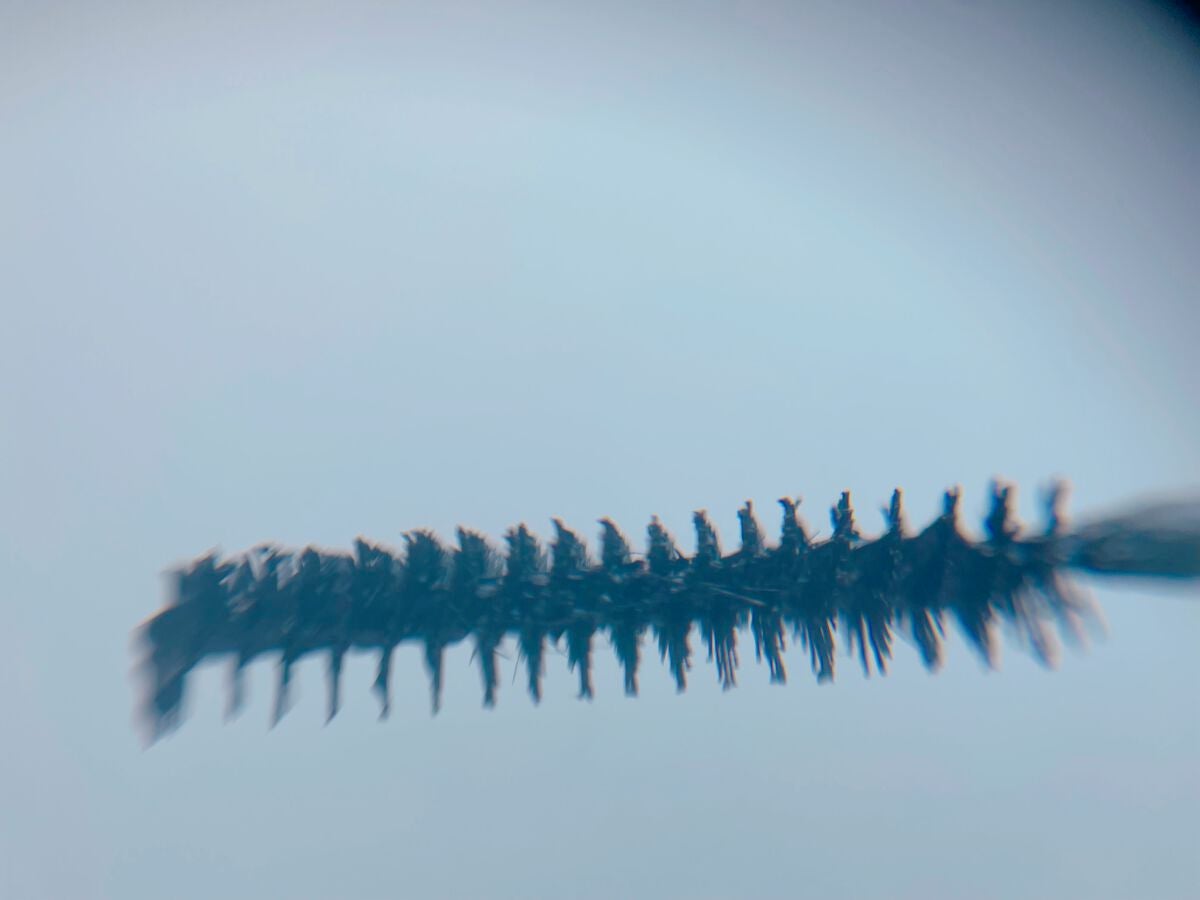 「塗るつけまつげ」自まつげ際立てタイプ/デジャヴュ/マスカラを使ったクチコミ(4枚目)