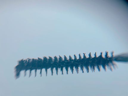 「塗るつけまつげ」自まつげ際立てタイプ/デジャヴュ/マスカラを使ったクチコミ(4枚目)