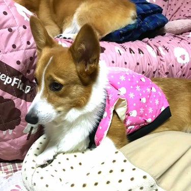 どうしても着せてみたくて、去年買ったちゃんちゃんこ．．．🐕
どこからどう見てもウェルシュ･コーギーサイズじゃないので、母が真ん中を切って布を入れ、カスタマイズしたら亀の甲羅みたいになった🐢笑
着てみると