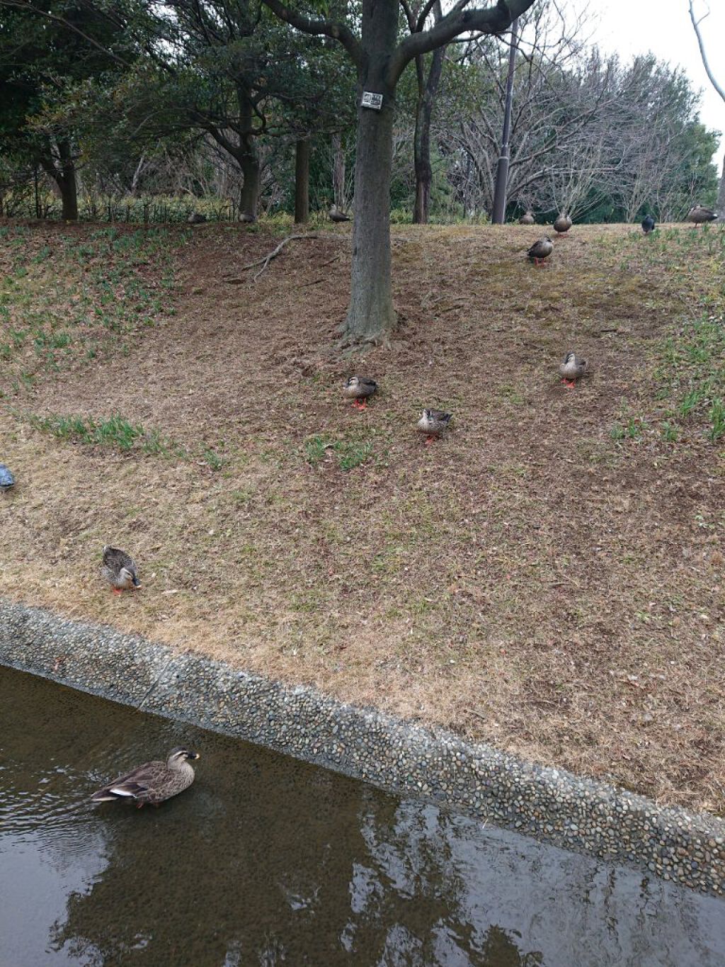 にゃーにゃ一団 on LIPS 「こんにちは✨😃❗今日は体調が良かったので😲みんなで散歩しつつポ..」(3枚目)