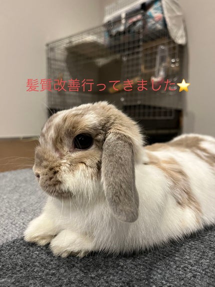 を使ったクチコミ(1枚目)