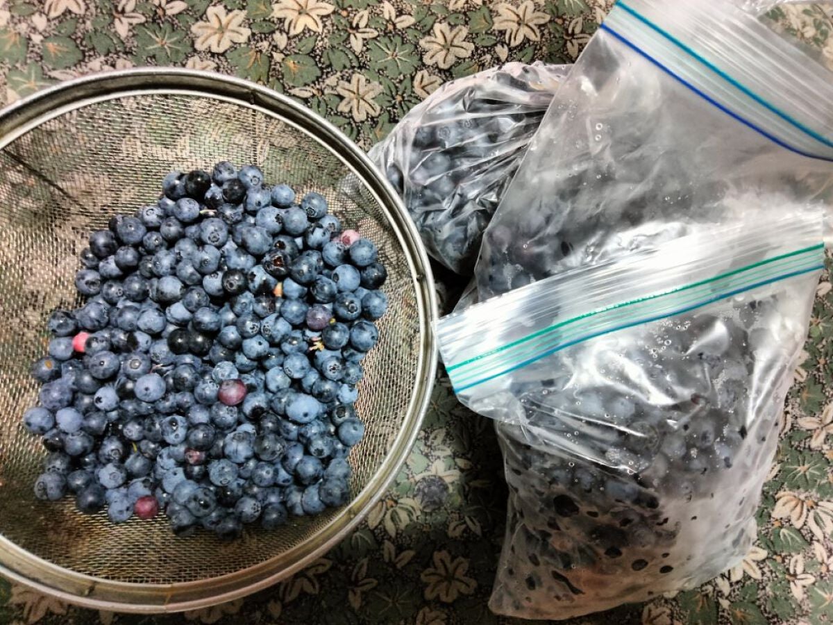 mcgroupakiko on LIPS 「実家には母が植えた二本のブルーベリーには今年もたわわに実をつけ..」(7枚目)