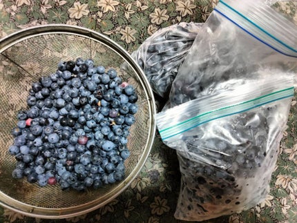 mcgroupakiko on LIPS 「実家には母が植えた二本のブルーベリーには今年もたわわに実をつけ..」(7枚目)