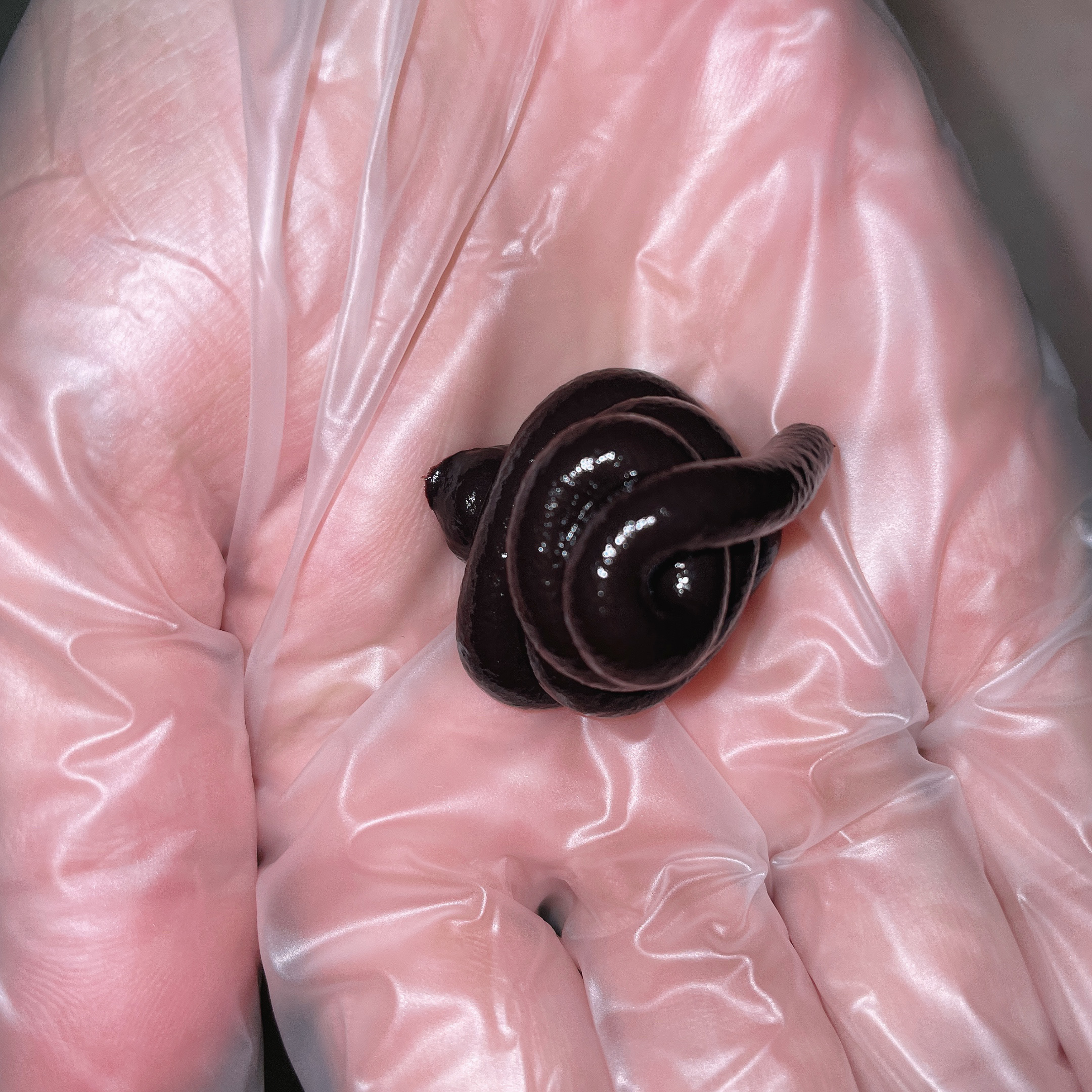 ベルタヘアカラートリートメント/BELTA(ベルタ)/ヘアカラーを使ったクチコミ（2枚目）