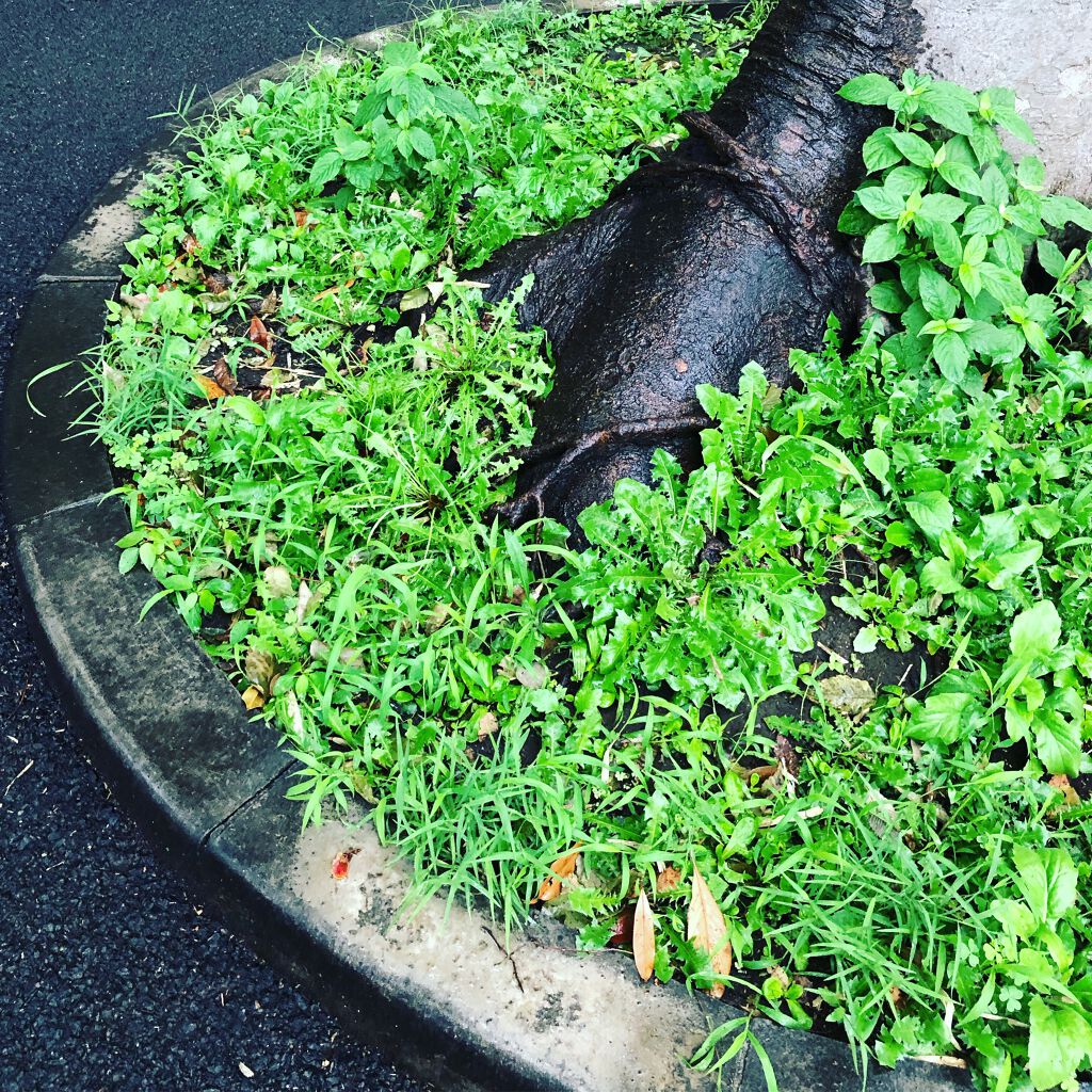 すっぴんパウダー/クラブ/プレストパウダーを使ったクチコミ(1枚目)