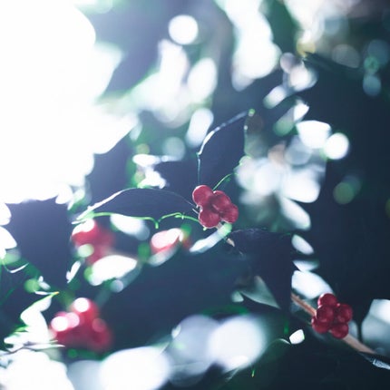 ボタニカルウィンターコフレ/BOTANIST/ヘアケアグッズを使ったクチコミ(1枚目)