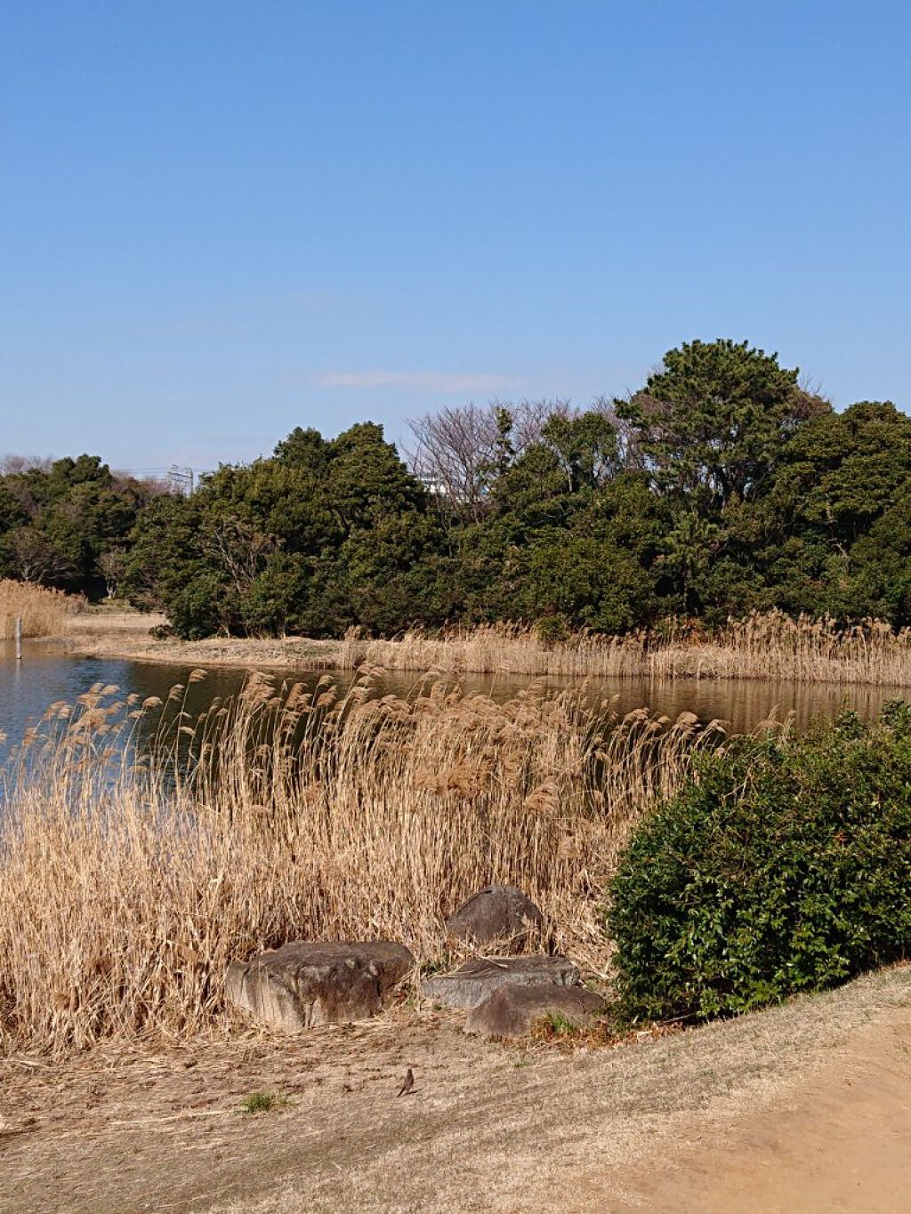 にゃーにゃ一団 on LIPS 「こんばんは😃🌃今日も昼すぎから臨海公園🎄⛲へ(・・;)ポケモン..」(6枚目)