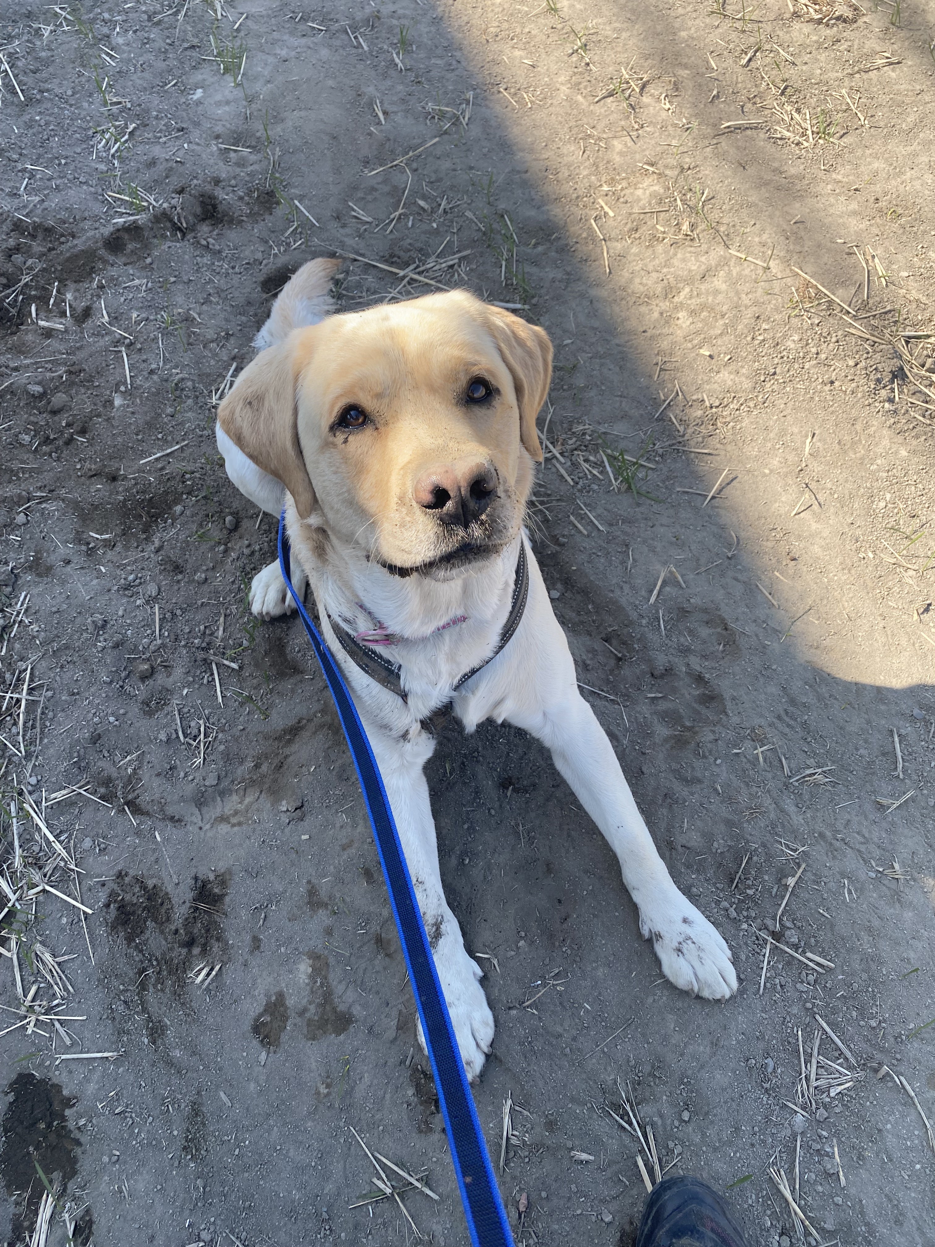 アトバリア365ハイドロエッセンス/AESTURA/美容液を使ったクチコミ（1枚目）