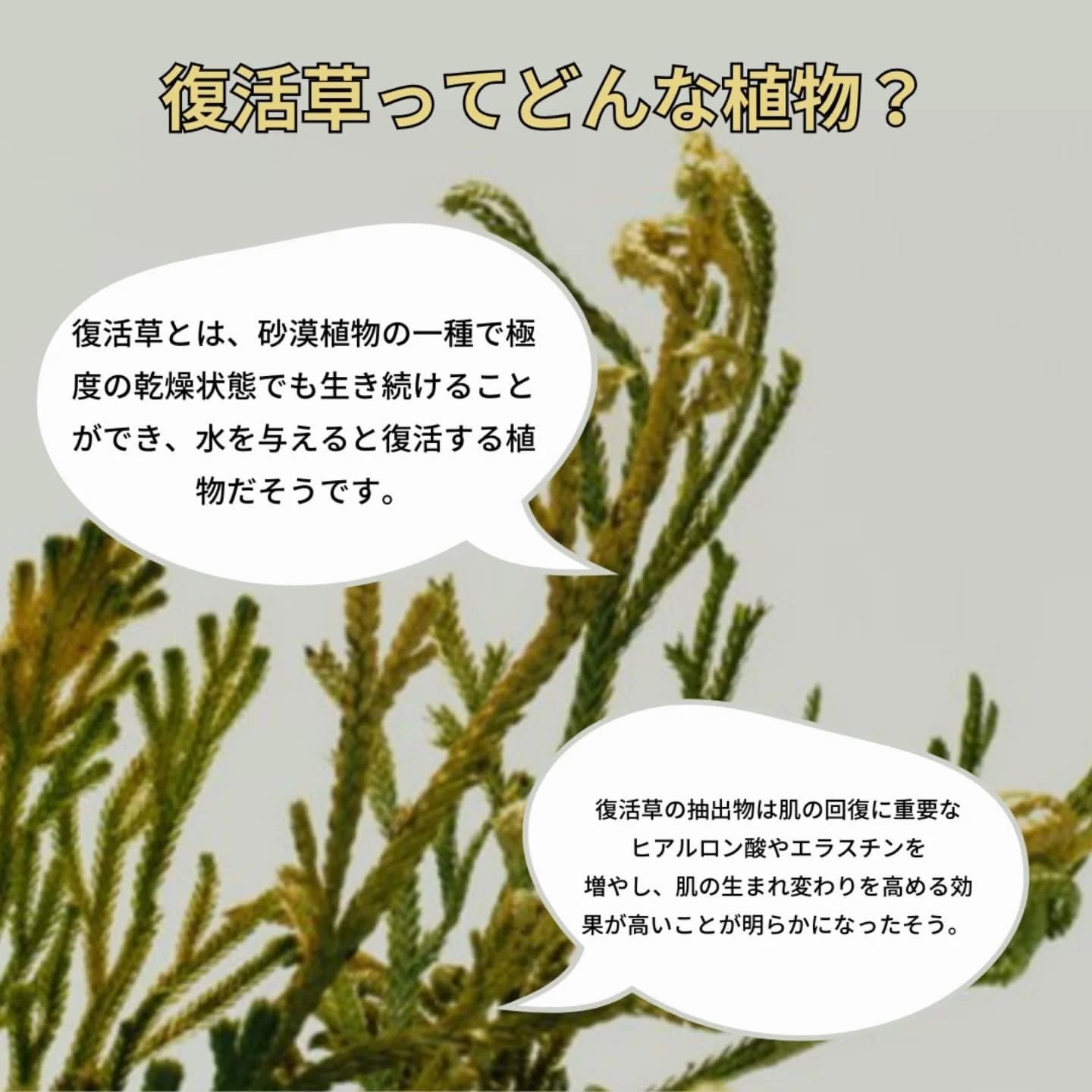 復活草ビフィダセラムファーミングドロップ/Abib /美容液を使ったクチコミ（3枚目）