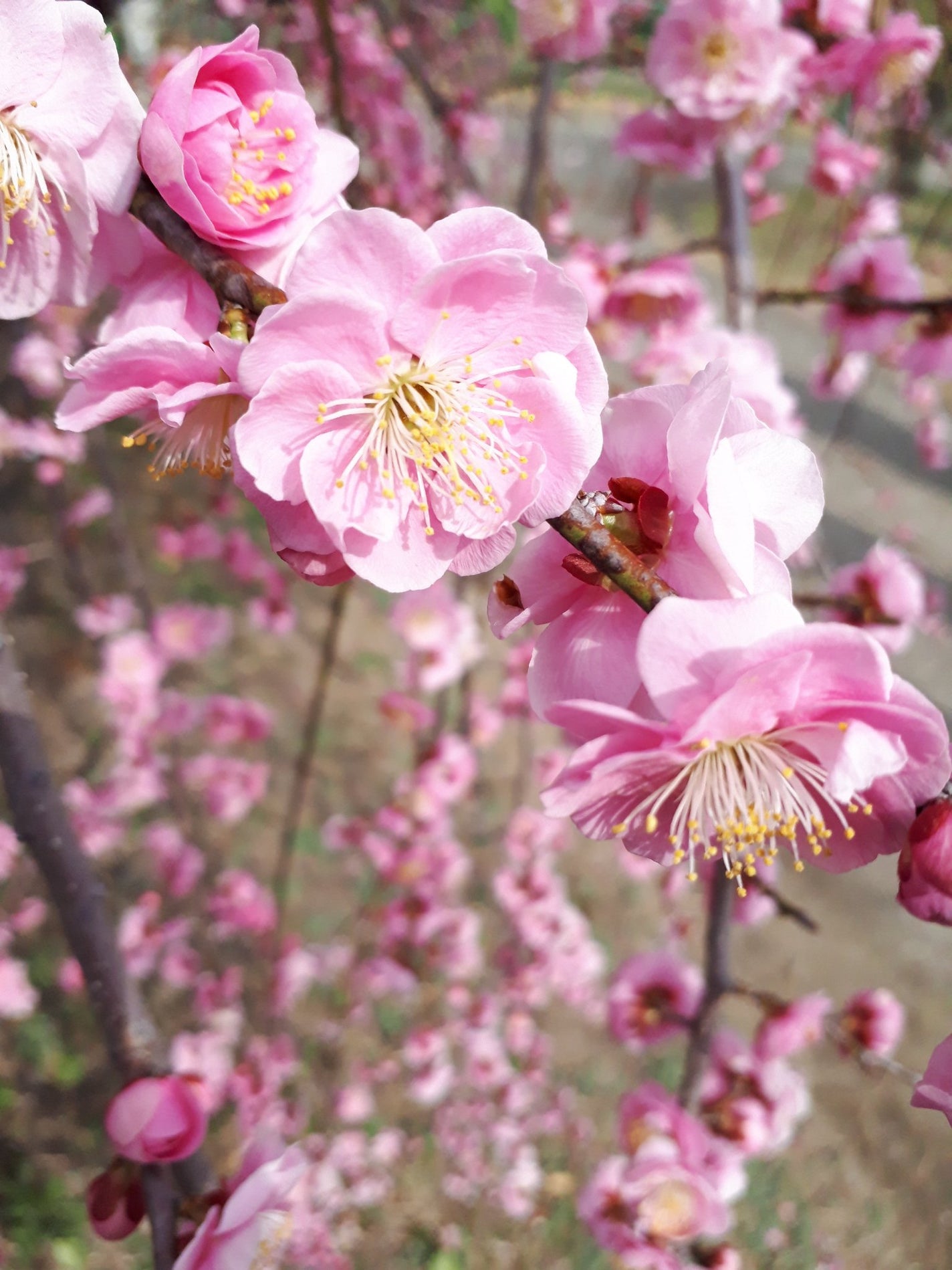 アイプランナー/excel/単色アイシャドウを使ったクチコミ(4枚目)