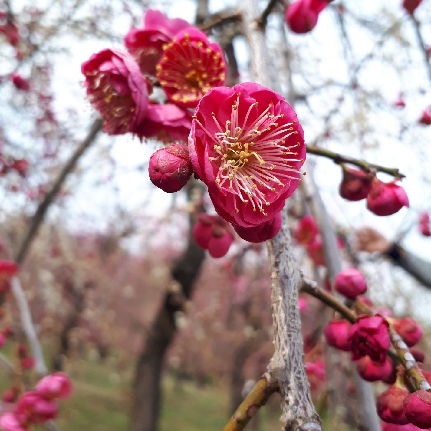 アイプランナー/excel/単色アイシャドウを使ったクチコミ(5枚目)