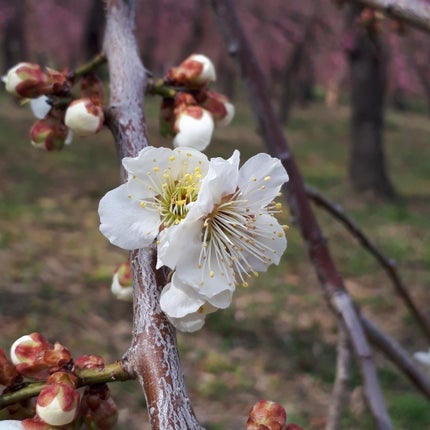 アイプランナー/excel/単色アイシャドウを使ったクチコミ(6枚目)