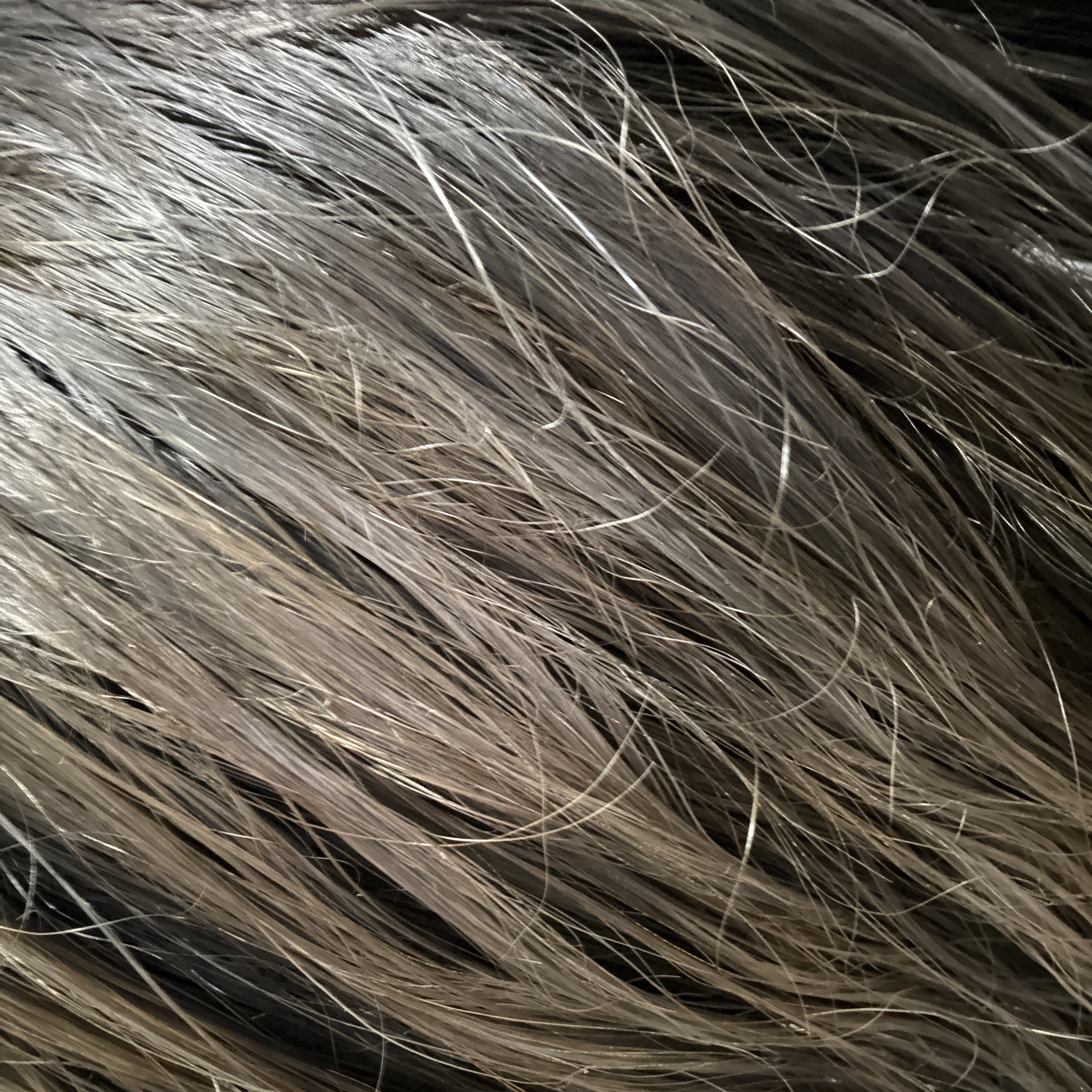 メイクアップカラー/ビューティーン/ヘアカラーを使ったクチコミ（1枚目）