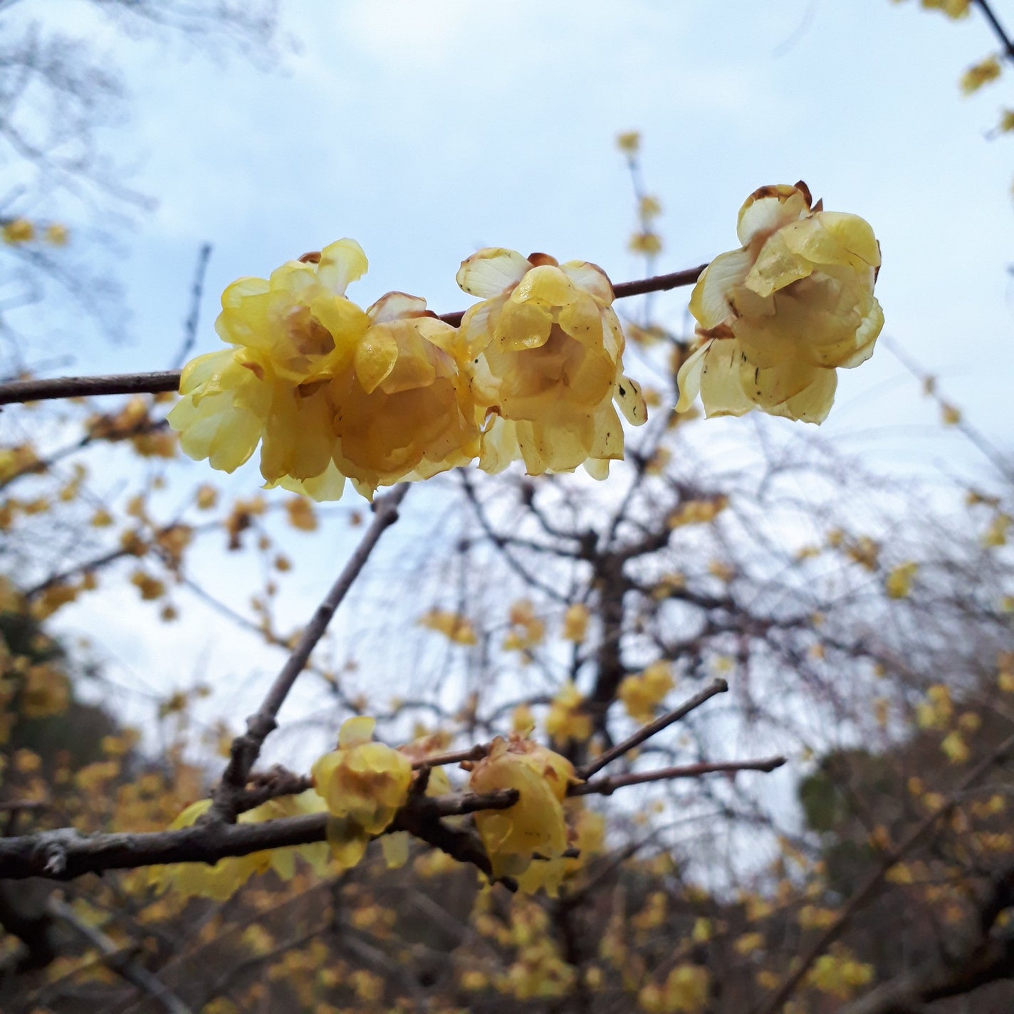 アイプランナー/excel/単色アイシャドウを使ったクチコミ(7枚目)