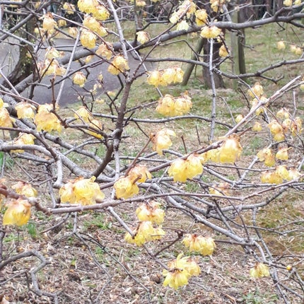 アイプランナー/excel/単色アイシャドウを使ったクチコミ(8枚目)