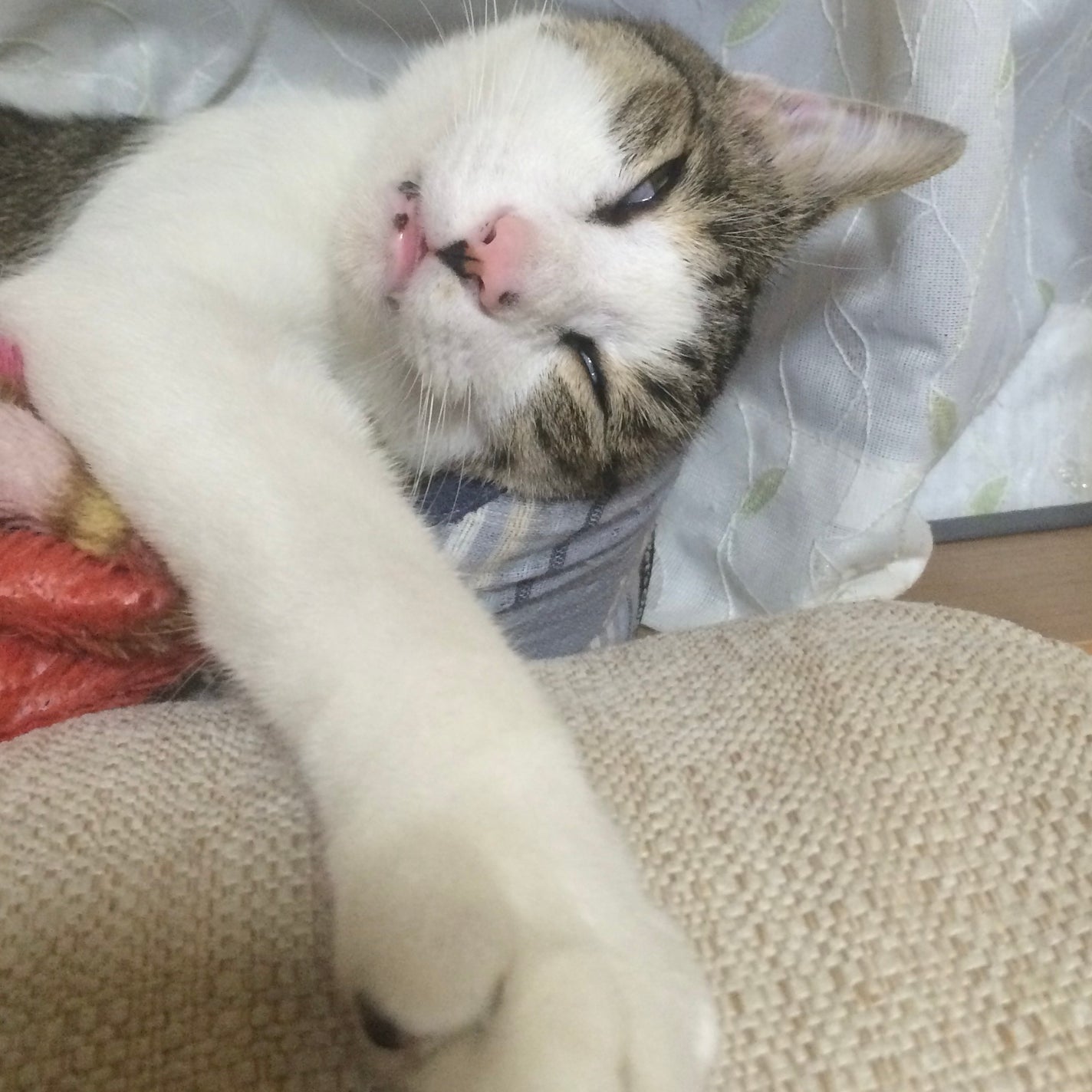 パンテトインクリーム/manyo/フェイスクリームを使ったクチコミ(1枚目)