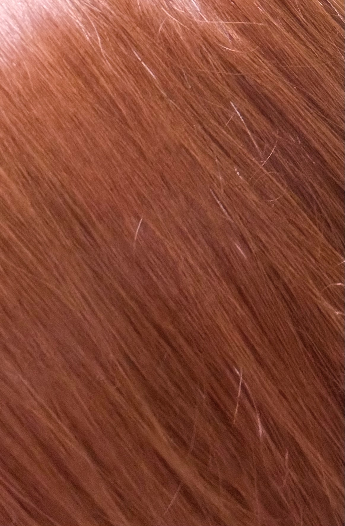 ホイップヘアカラー アプリコットピンク/ビューティラボ/ヘアカラーを使ったクチコミ（2枚目）