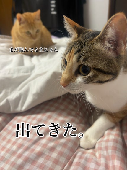 を使ったクチコミ(2枚目)