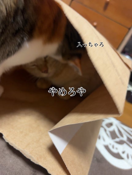 ðââ¬ã«ãããðŸ on LIPS ããããšå
¥ãããããŠæ»é²æŠã..ãïŒ4æç®ïŒ