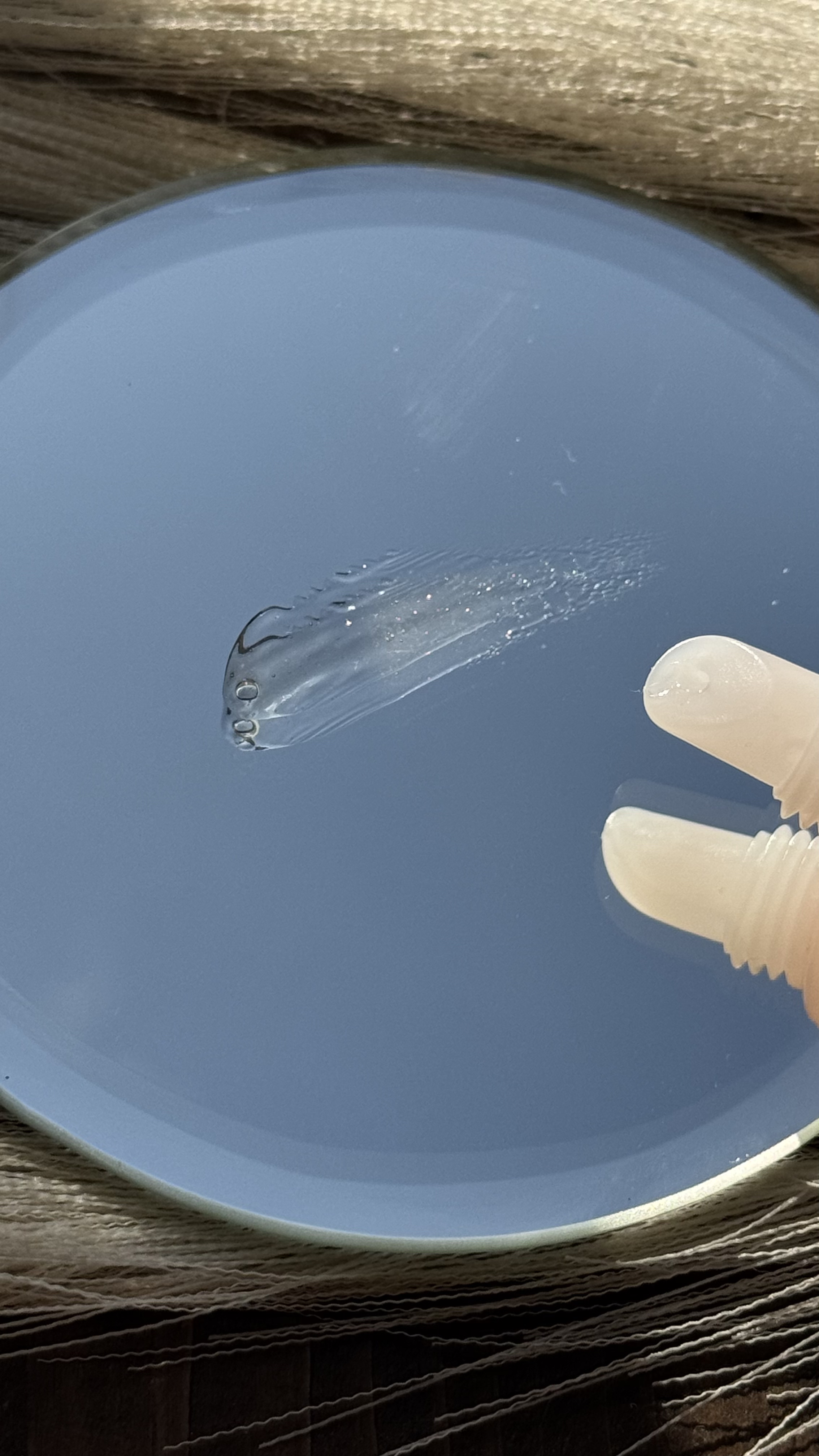 Upt GLOSSY LIP SERUM  dewy shell /Upt/リップケアを使ったクチコミ（2枚目）