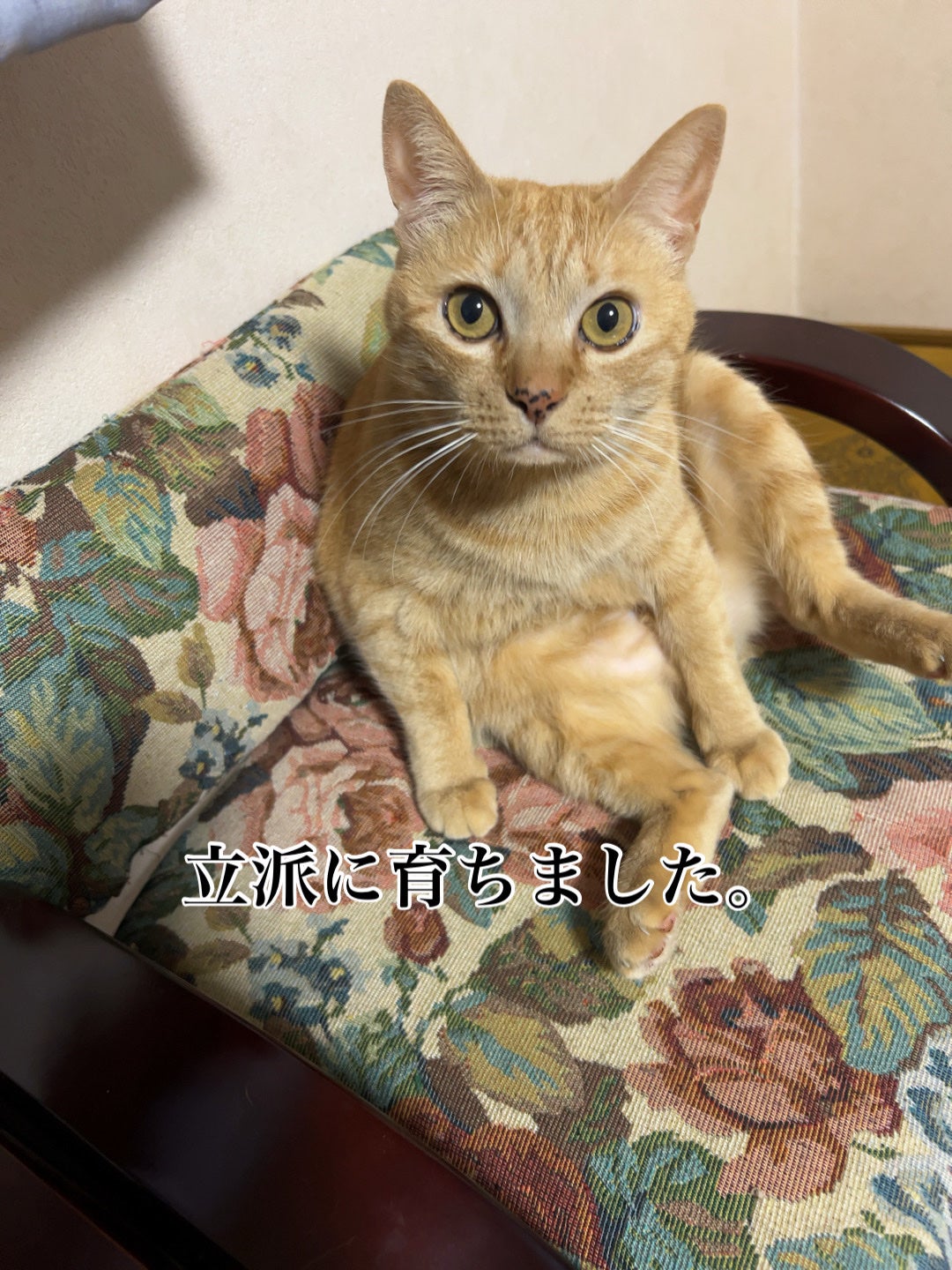 ðââ¬ã«ãããðŸ on LIPS ãäž»ã«ããããŸã ã¡ã³ã«ãããããã ã£ãé ã®åçã§ã(ãŸã ãã°ãã..ãïŒ3æç®ïŒ