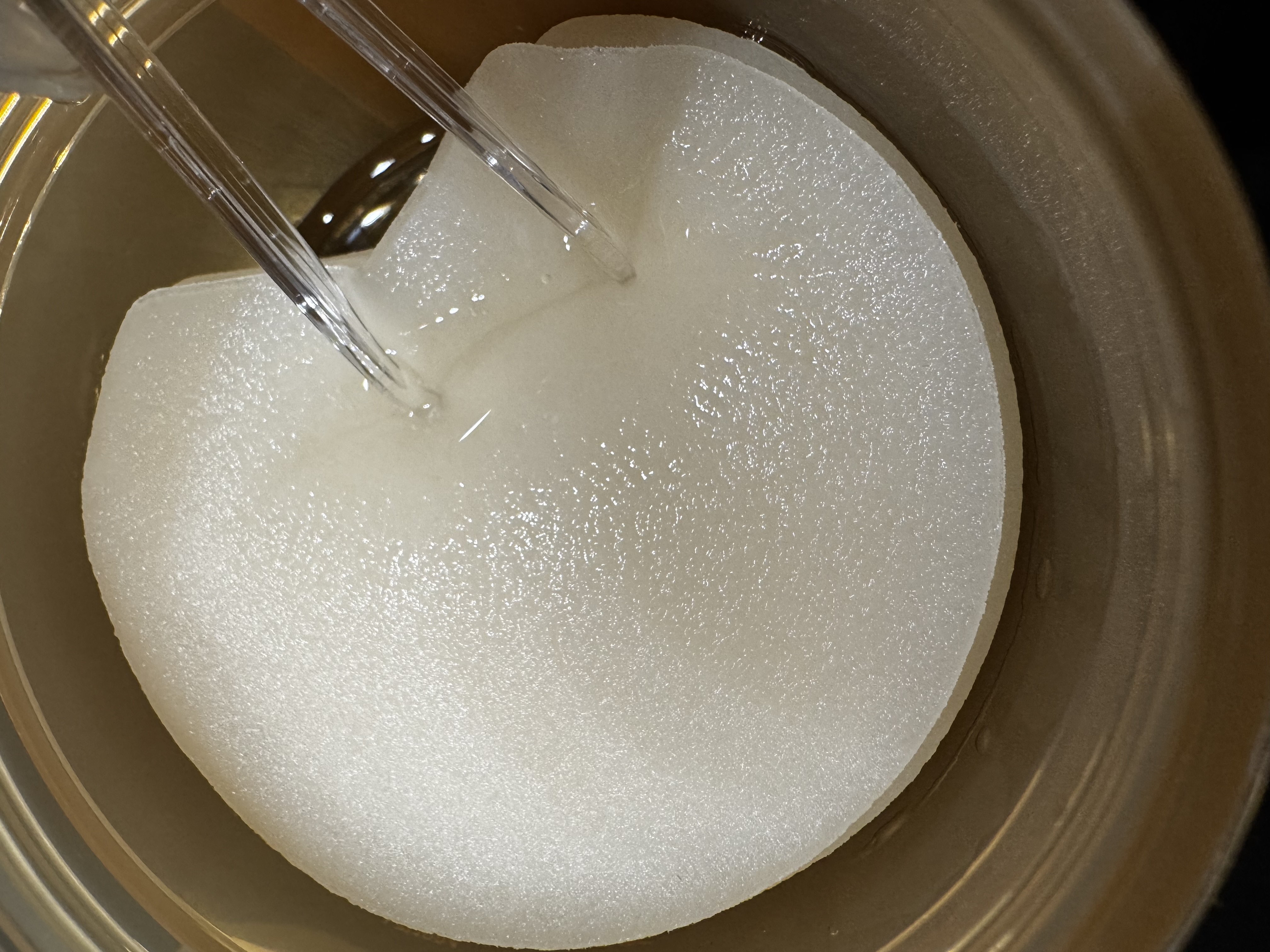 センテラ クイックカーミングパッド/SKIN1004/トナーパッドを使ったクチコミ（2枚目）