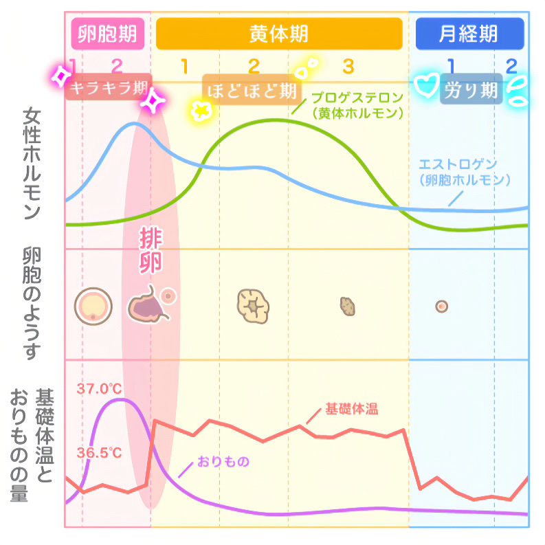 婦人用電子体温計 MC-652LC/オムロン/その他を使ったクチコミ（3枚目）