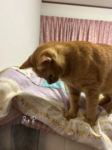 ã䜿ã£ãã¯ãã³ãïŒ3æç®ïŒ