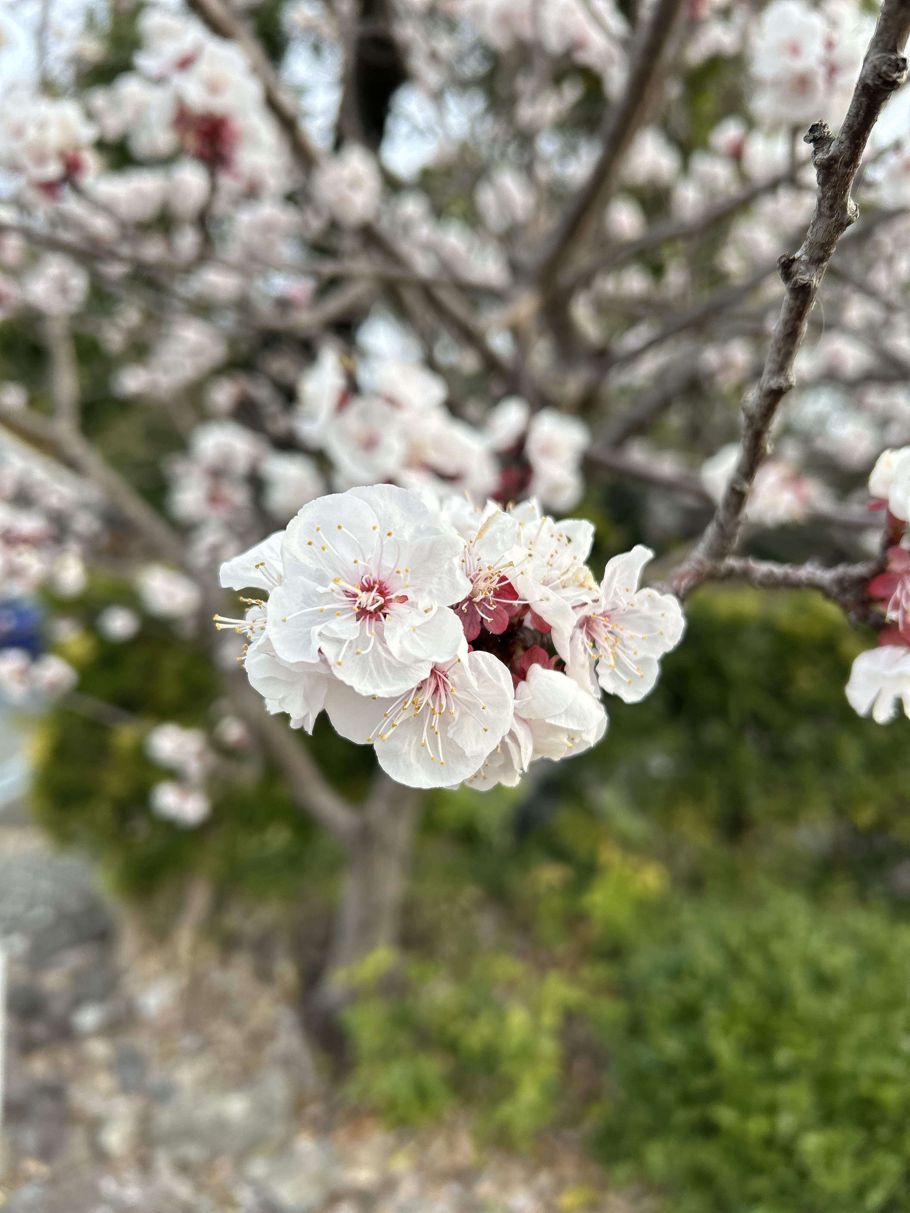 バランシング SQ オイル R/THREE/フェイスオイルを使ったクチコミ（2枚目）