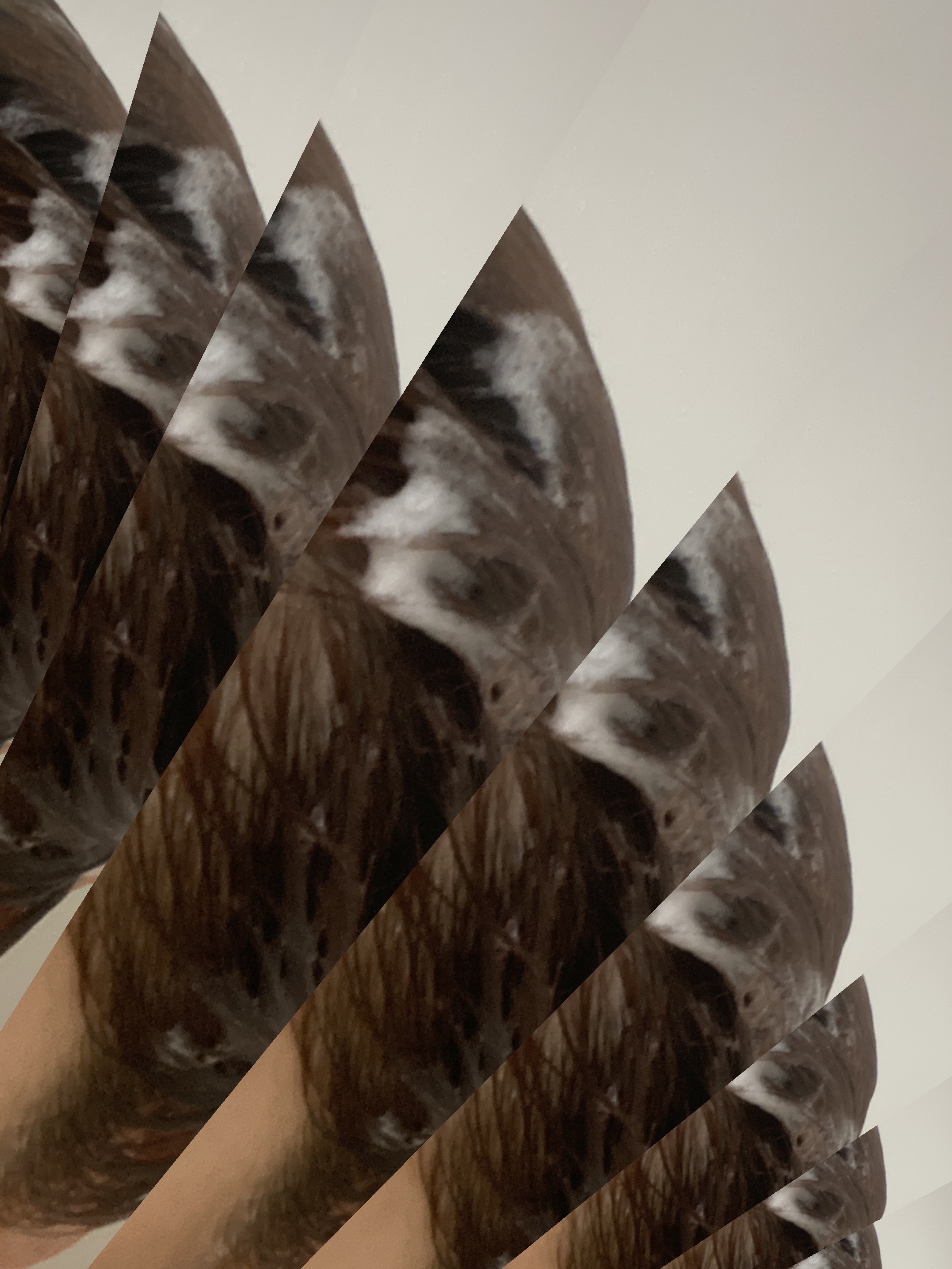 プルント　ヴェーリング美容液シャンプー／トリートメント/Purunt./シャンプー・コンディショナーを使ったクチコミ（3枚目）