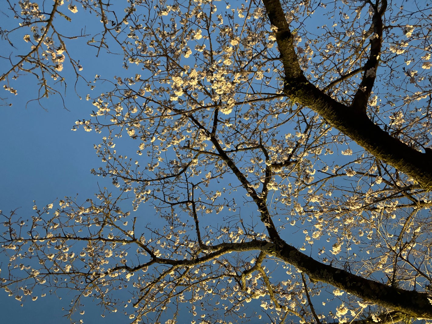 スタジオ ラディアンス 24 ルミナス コンシーラー/M・A・C/リキッドコンシーラーを使ったクチコミ(4枚目)