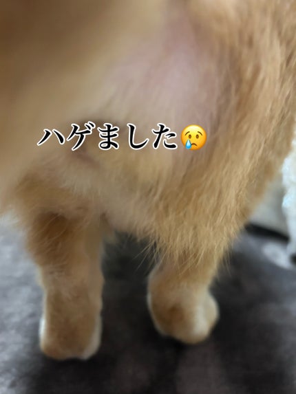 を使ったクチコミ(2枚目)